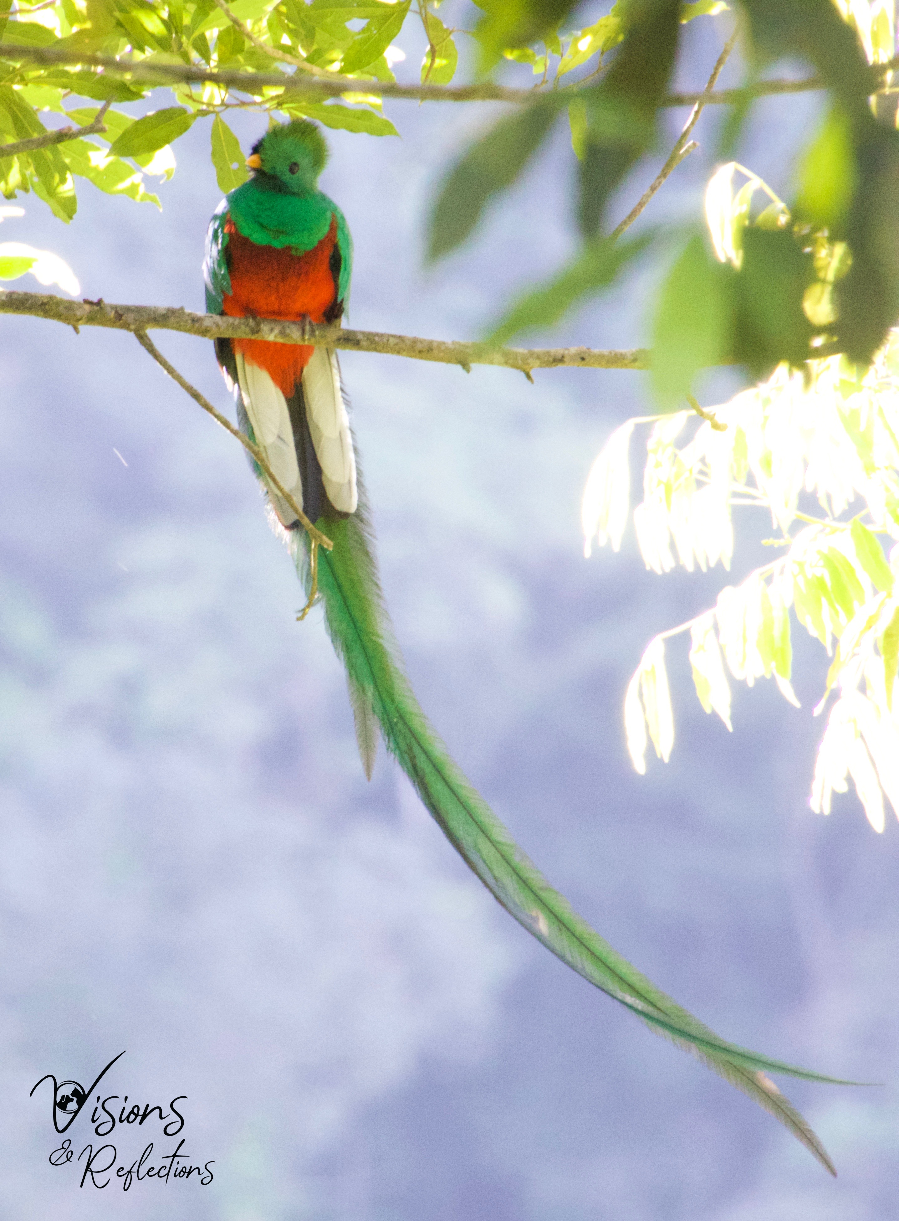 Quetzal