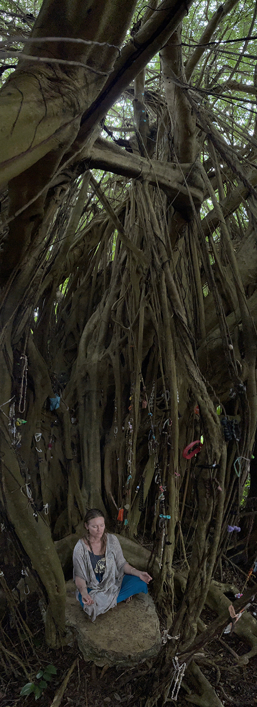 The Meditating Banyan