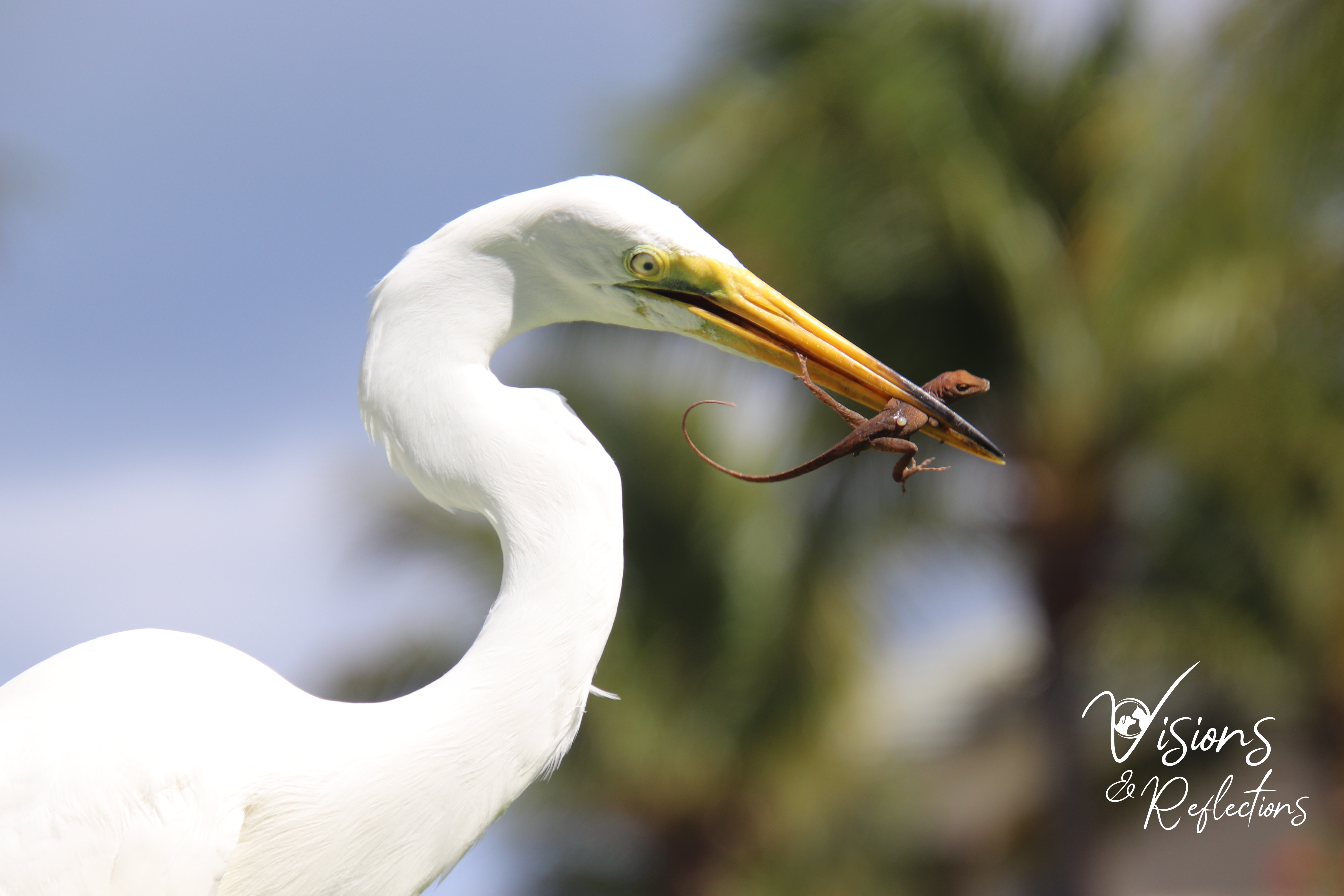 Egrets' Evening Meal