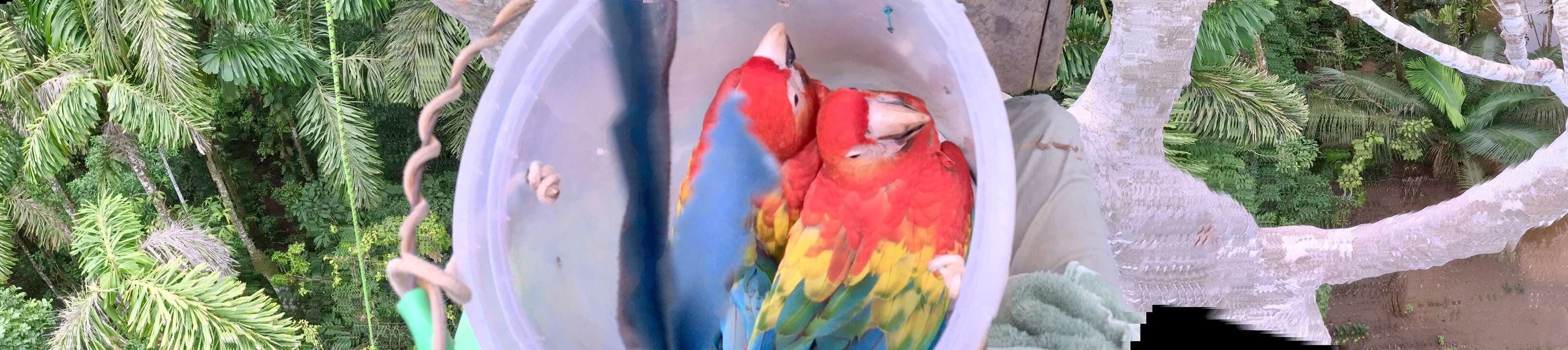 Tree Climbing for Macaw Chicks