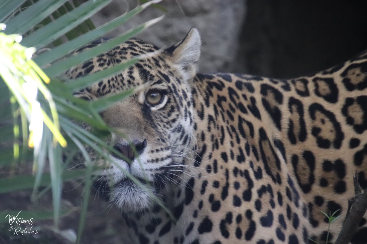 Jaguar